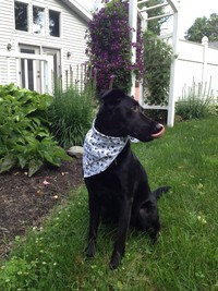 Our furry son, Landon, in our garden